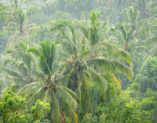 heavy monsoon lluvia en la selva (xxxl) - rain monsoon rainforest storm fotografías e imágenes de stock