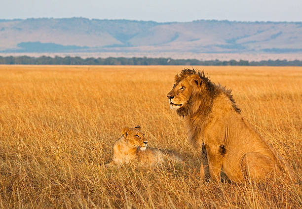 istock Lion couple in morning light 185254013