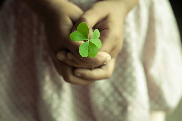 Lucky clover leaves background or texture