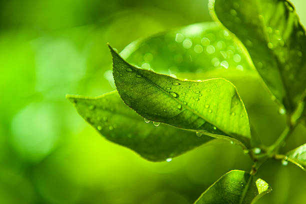 istock Close up of a wet citrus leaf 185254052
