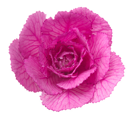 Pink flower on a white background.