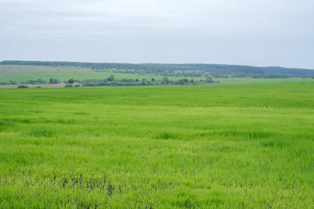 large green field with cereal sprouts and blue sky