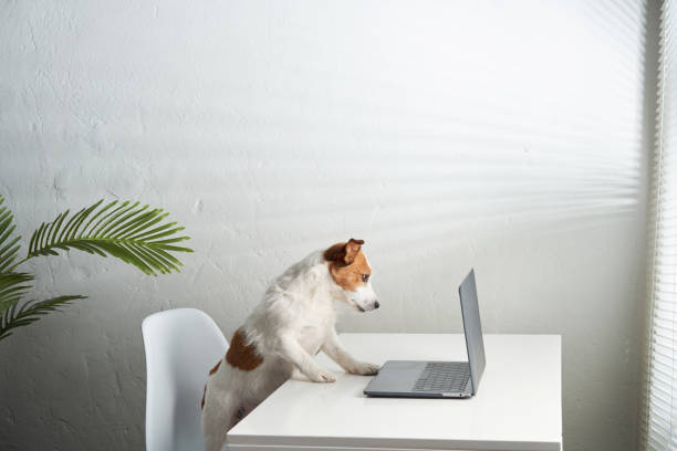 istock dog behind a laptop. Jack russell terrier in a light office 1852541118