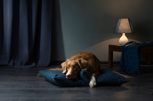 dog on a leather couch in a loft interior. Nova Scotia Duck Tolling Retriever is at home. Pet bed