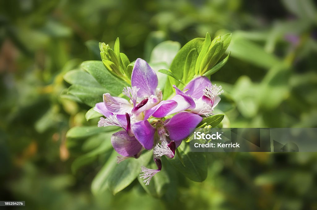 Milkwort blossom (Polygala myrtifolia - Lizenzfrei Baumblüte Stock-Foto