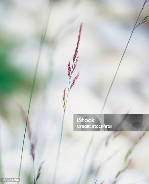 Foto de Um Talo De Capim Em Um Campo Em Dia De Sol e mais fotos de stock de Artigo de decoração - Artigo de decoração, Brilhante - Luminosidade, Campo