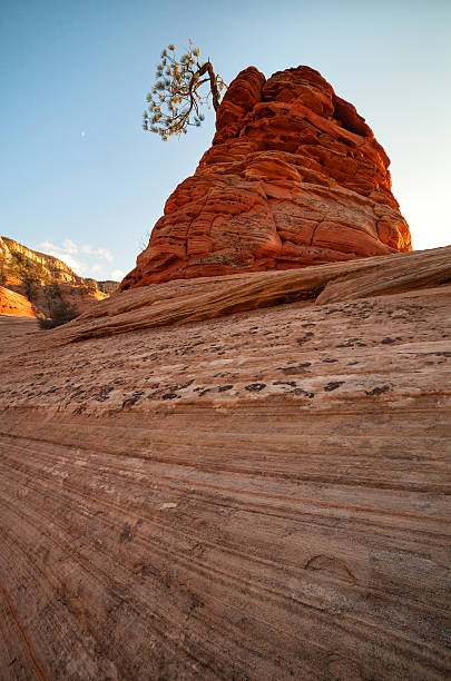 istock Pinion Tree Zion National Park 185254556