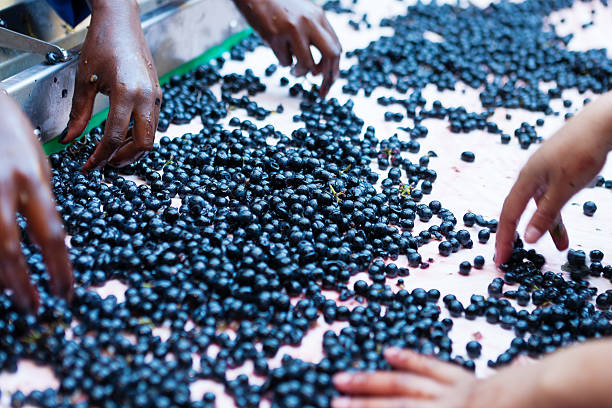 istock Hand selecting red wine grapes on a conveyor belt 185254887