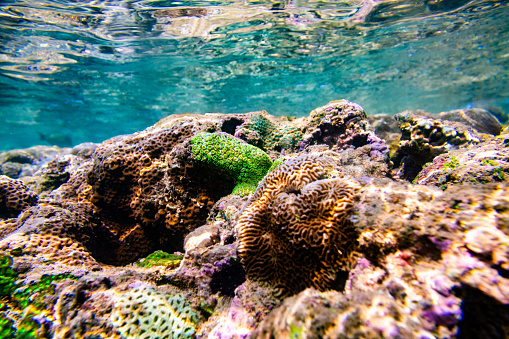 Underwater shot of a coral reef, made up of different types of coral, including brain coral and staghorn coral. The coral is in various shades of brown, green, and purple and is covered in small white polyps. The background is a sandy ocean floor with some rocks and other coral formations. The image is taken from a close-up perspective, making the coral appear larger than life. Clear blue water is on the background.