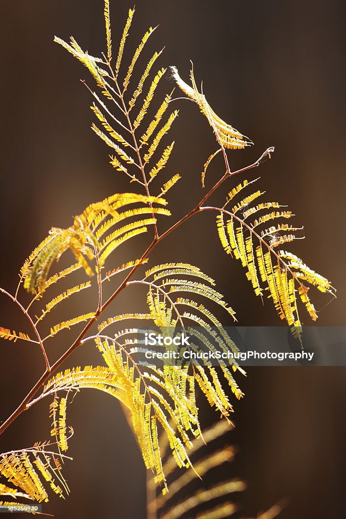 Prosopis Prosopis velutina - Foto stock royalty-free di Foglia