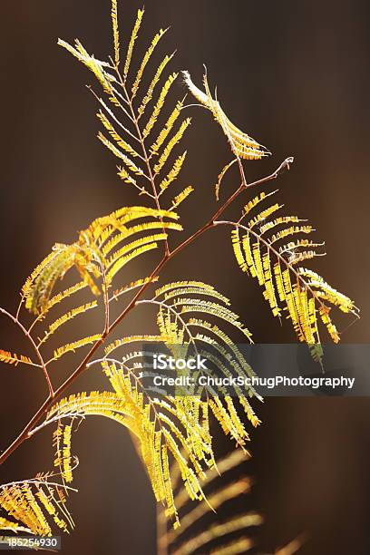 Mesquite Tree Prosopis Velutina Stock Photo - Download Image Now - Leaf, Abstract, Back Lit