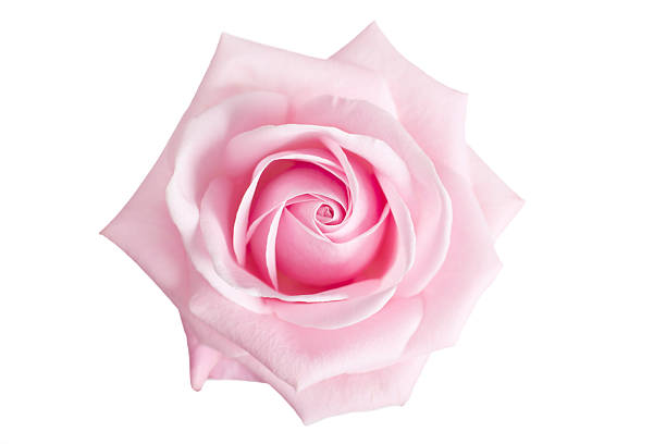 istock Pink Rose Flower isolated on white background. 185254985