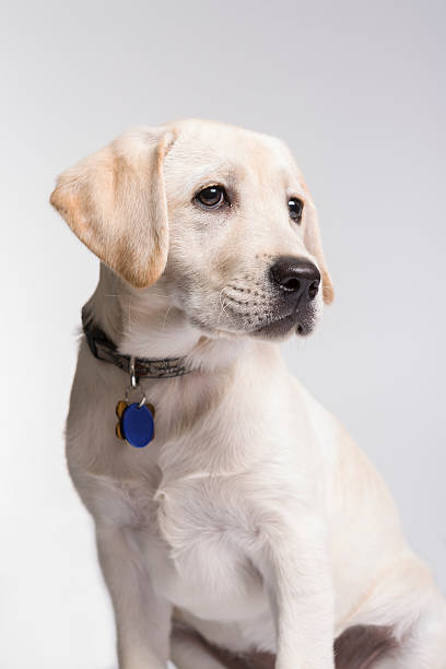 istock Yellow Labrador Retriver puppy sitting 185255065