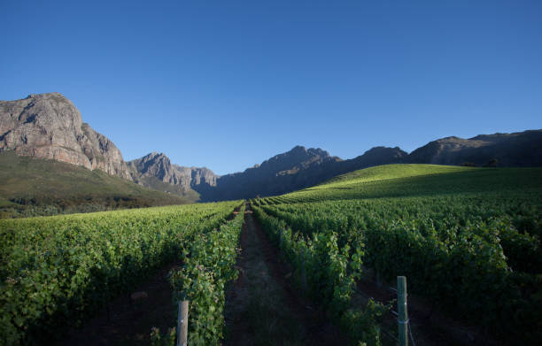 istock Vineyard in South Africa 185255083