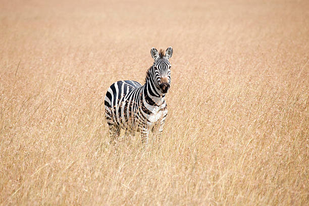 istock Zebra in high grass,Masai Mara National Park, Kenya 185255104