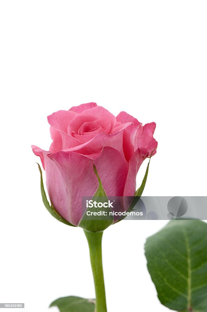 Delicadas Pink Rose. - Foto de stock de Aire libre libre de derechos