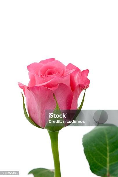 Delicadas Pink Rose Foto de stock y más banco de imágenes de Aire libre - Aire libre, Azul, Belleza