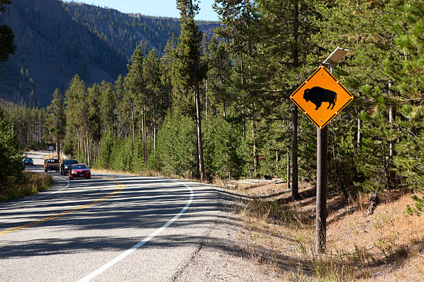 Flashing solar powered buffalo crossing sign warning travelers of freely roaming buffalo in Yellowstone National Park