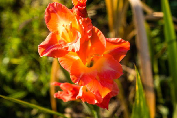 gladiolus remains a cherished floral gem, em