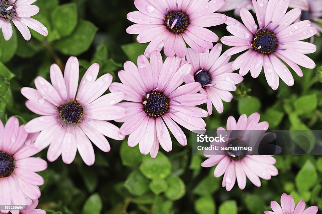 Gerbera Jamesoni - Royalty-free Abundância Foto de stock