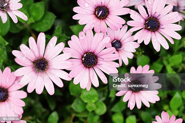 Gerbera Jamesoni - Fotografias de stock e mais imagens de Abundância - Abundância, Amor, Ao Ar Livre