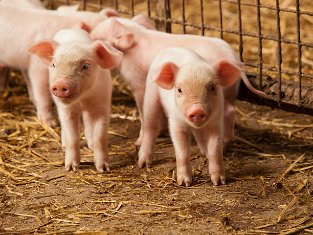 Inquisitive little pigs stock photo