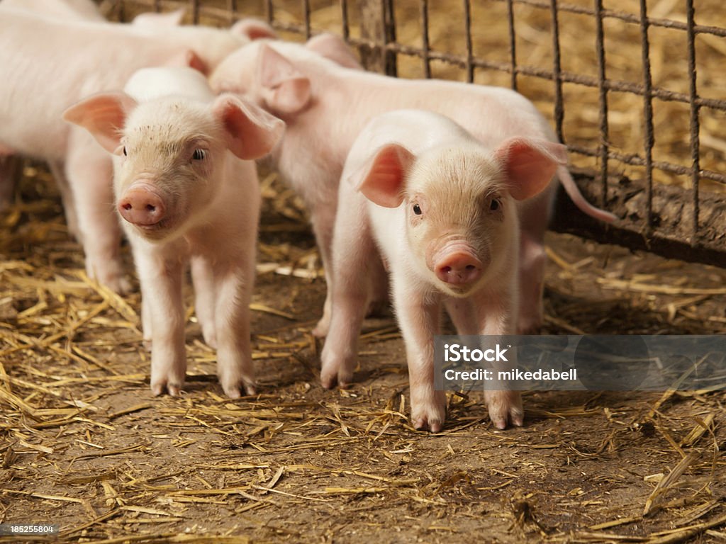Inquisitive pouco suínos - Royalty-free Porco Foto de stock