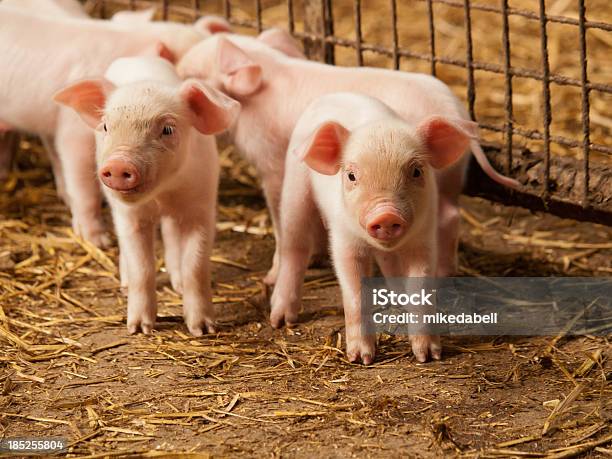 Inquisitive Pouco Suínos - Fotografias de stock e mais imagens de Porco - Porco, Leitão, Pequeno