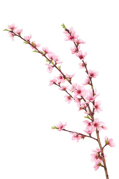 Perfect pink peach blossoms on branch. Studio isolated on a white background.Please also see: