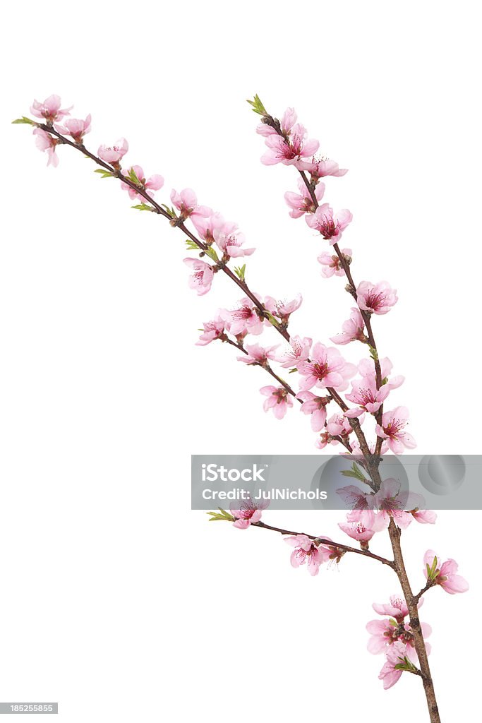 Flores de pêssego sucursal - Royalty-free Ramo - parte de uma planta Foto de stock