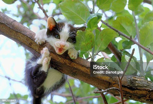 Animali Gatto Europeo - Fotografie stock e altre immagini di Cadere - Cadere, Gattino, Gatto domestico