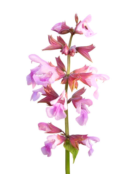 istock sage, common sage, Salvia officinalis or golden sage 1852560199