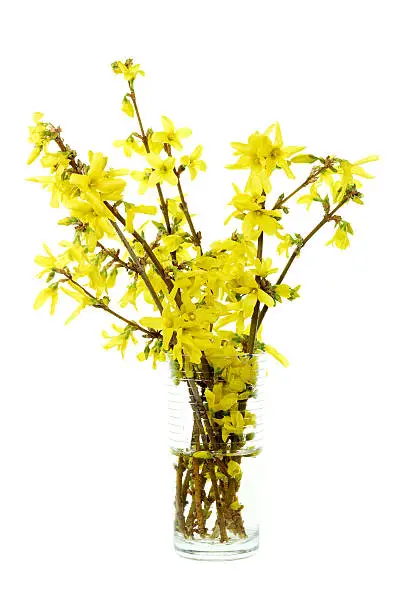 forsythia bouquet in vase isolated on white