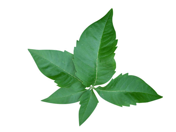 istock Vitex negundo, Chinese chaste tree or nirgundi leaves, 1852561282