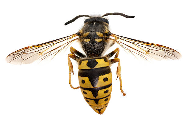 Wasp closeup stock photo