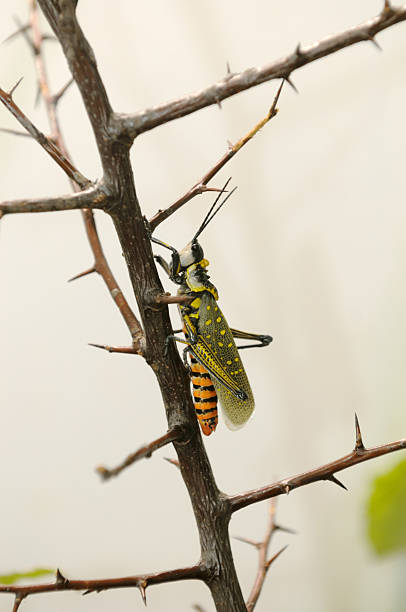 Grasshopper Grasshopper on thorn bush. giant grasshopper stock pictures, royalty-free photos & images
