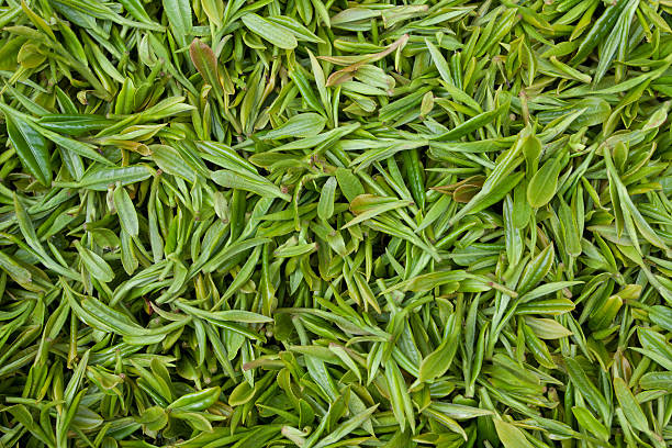 świeże liście herbaty tło - herbal medicine green tea crop tea zdjęcia i obrazy z banku zdjęć