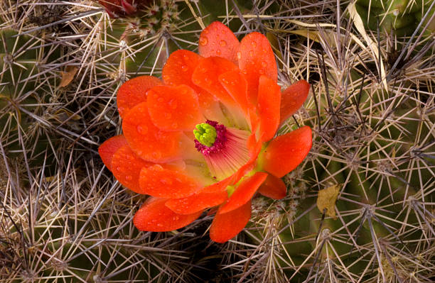 claret cup, zbliżenie - single flower flower cactus hedgehog cactus zdjęcia i obrazy z banku zdjęć