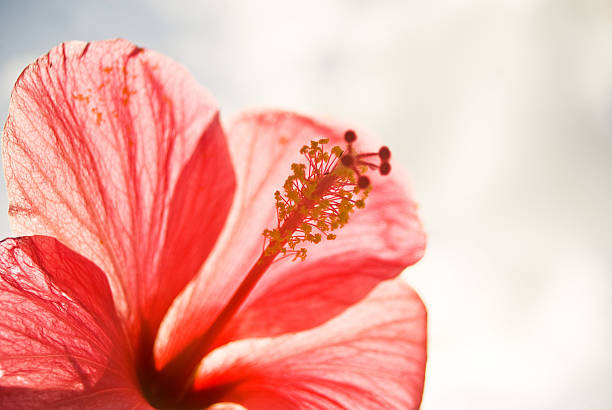 beautiful exotic hibiscus flower close up