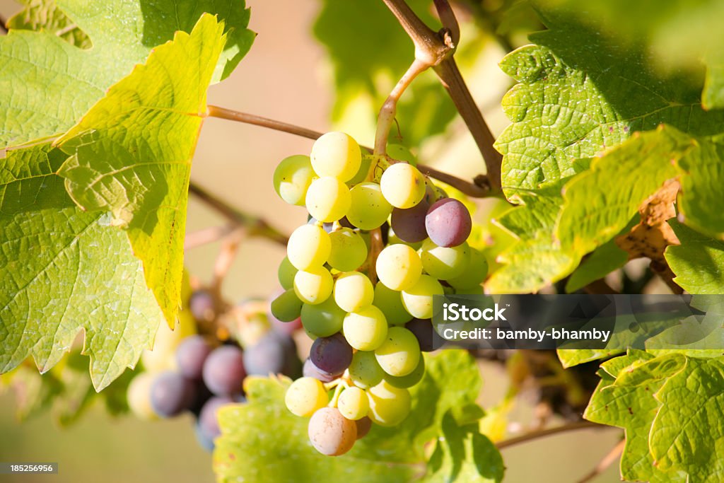 Winogrona - Zbiór zdjęć royalty-free (Białe winogrono)