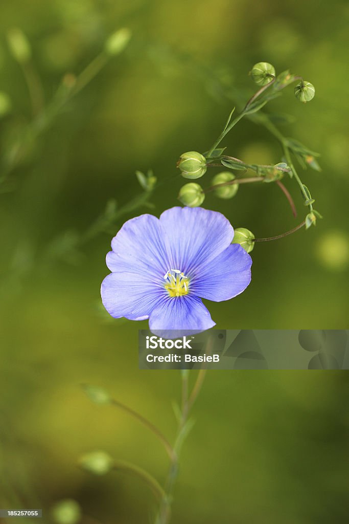 Linum usitatissimum-Common Lein - Lizenzfrei Blume Stock-Foto