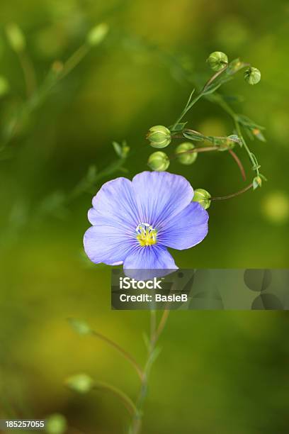 Linum Usitatissimumcommon Lein Stockfoto und mehr Bilder von Blume - Blume, Blüte, Flachs