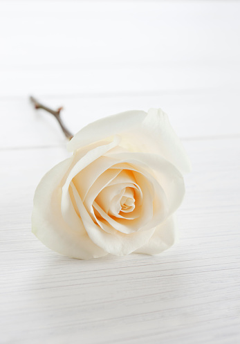 Single white rose with copy space
