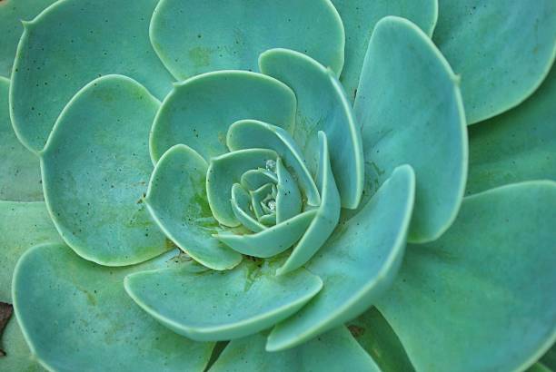 siemprevivas de fondo - soboliferum fotografías e imágenes de stock