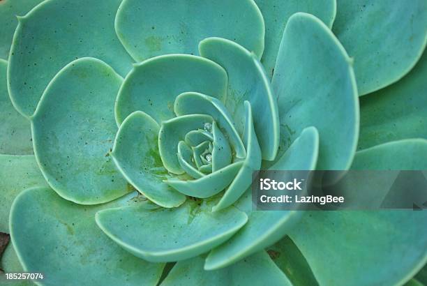 Sempervivum Tle - zdjęcia stockowe i więcej obrazów Abstrakcja - Abstrakcja, Aeonium Haworthii, Barwne tło