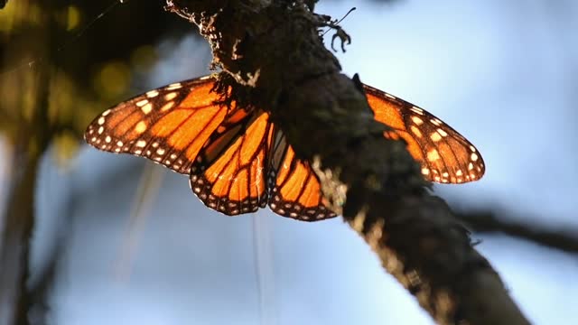 Slow motion 120 fps video of a Monarch butterfly (Danaus plexippus) fluttering against a pine tree in a coniferous forest in Michoacan, Mexico.