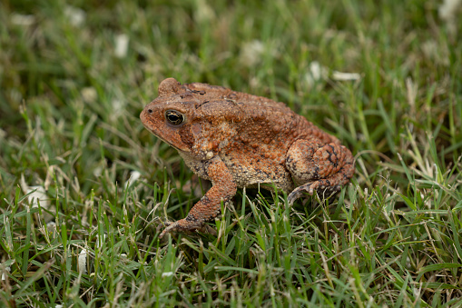 American Toad (Anaxyrus americanus) in green (grass lawn in the frontyard) in summer. The toad is generally brown to olive green in color, but can also have reddish coloration. Spots and warts are brown to orange red in color with only one or two warts in each spot. Warts vary in color from yellow to orange, red, or dark brown. It is 5.1 to 11.1 cm long (2\