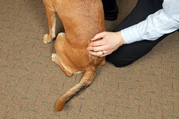 Dog Receiving Chiropractic Spine Treatment A chiropractor is performing an adjustment on a dog's spine. Animal chiropractic work is gaining in popularity as an alternative treatment method. animal therapy stock pictures, royalty-free photos & images