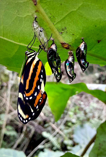 A group of butterflies perched on tree branches in a vibrant display of joy, celebrating the new cocoon that one of them is holding up their wings