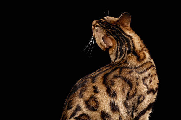 Vertical extreme closeup photo of the black brown and gold spotted patch pattern on the fur of a leopard skin.